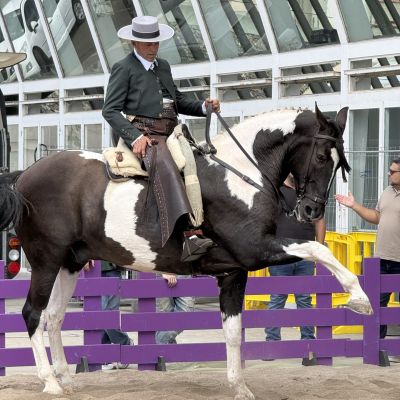Demostración hípica en Expodeca 2025. (FEDERACIÓN CANARIA HÍPICA)